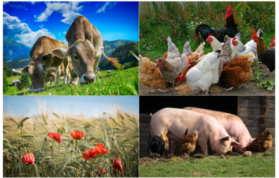 Implementation plan of livestock development strategy in a period of 2021 -  2030 with a vision to 2045 in Quang Ngai province