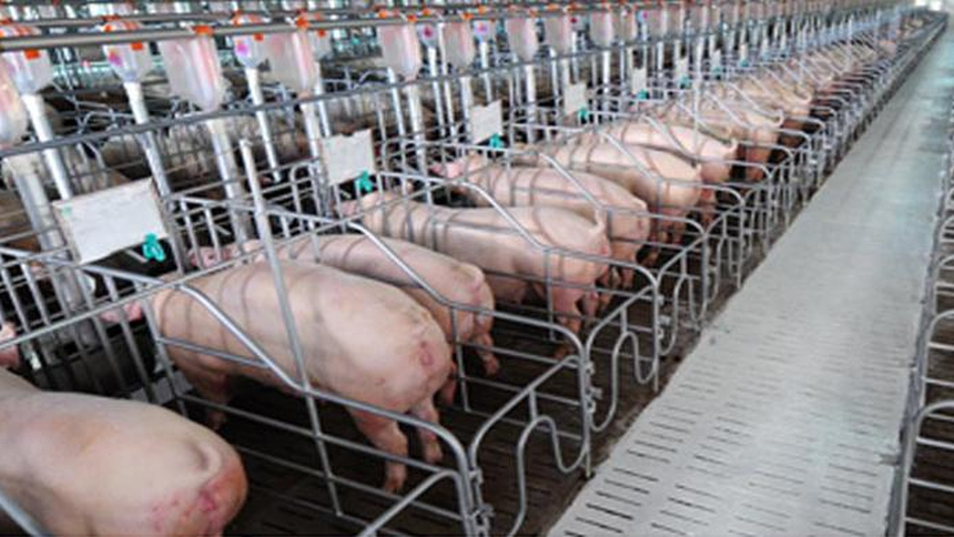 Dabaco Vietnam (DBC) established a pig breeding and breeding company in Thanh Hoa Dabaco Vietnam (DBC) established a pig breeding and breeding company in Thanh Hoa